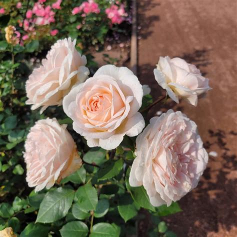 Rose Des Jahres Rosengarten Zweibr Cken