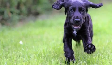 How To Train A Working Cocker Spaniel Puppy Cocker Spaniel Training