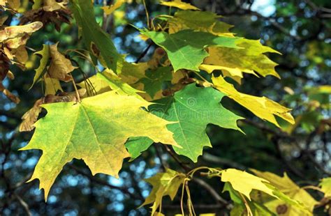 Folhas De Mapeamento Amarelo E Verde Paisagem Do Outono Cores Do Outono