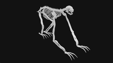 Sloth Skeleton 3D - TurboSquid 1991843