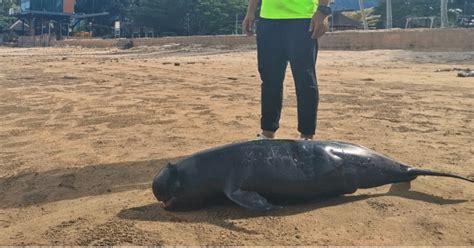 Bangkai Anak Ikan Dolphin Ditemui Terdampar Di Pantai Lundu