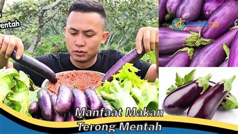 Intip 8 Manfaat Makan Terong Mentah Yang Jarang Diketahui JurnalIndo