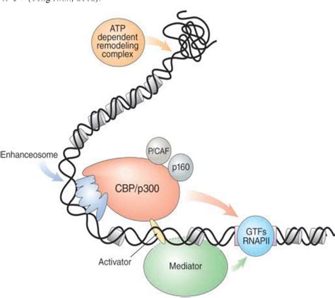 PDF Role Of Histone Acetyltransferase P300 In Human Cancer