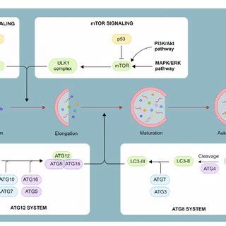 Process Of Autophagosome Formation Autophagosomes Are Composed Of A