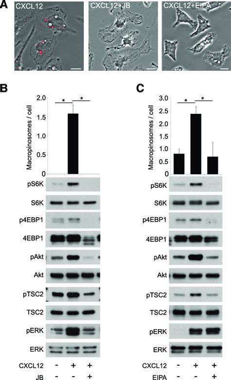 Inhibition Of Membrane Ruffling And Macropinocytic Cup Formation