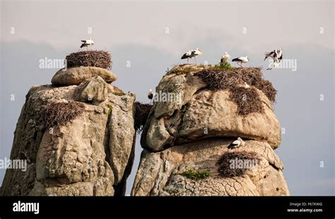 Cigüeñas blancas Ciconia ciconia anidan en rocas de granito