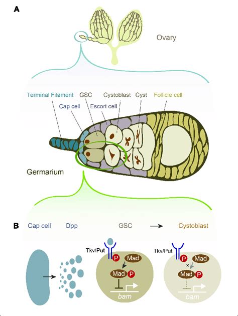 Female Germline Stem Cells GSCs And Their Niche Signal In