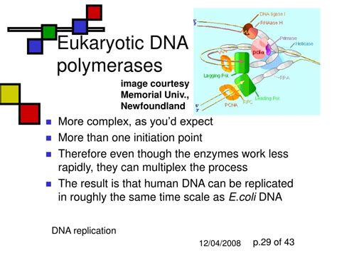 Dna Polymerase Eukaryotes