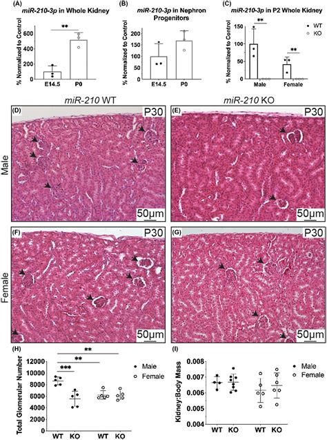 Deletion Of Hypoxia‐responsive Microrna‐210 Results In A Sex‐specific