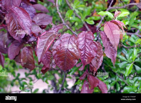 Leaves Of Prunus Cerasifera Pissardii Close Up Stock Photo Alamy