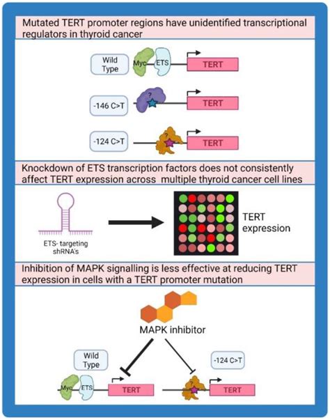 Multiple Ets Factors Participate In The Transcriptional Control Of Tert