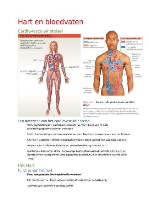 Hart En Bloed Samenvatting Hart En Bloedvaten Cardiovasculair Stelsel