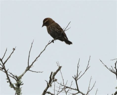 Red Winged Blackbird From Bexar County TX USA On November 25 2023 At