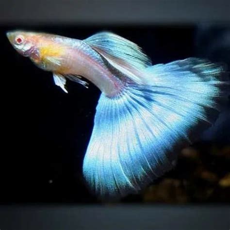 Japan Blue Tail Guppy 3 Years Size 4 Cm At 40 Piece In Ernakulam