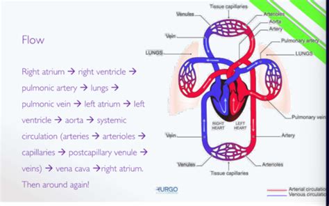 Pathology Exam Kyle Flashcards Quizlet