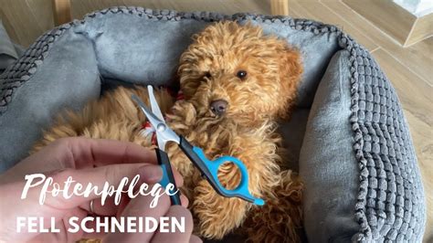 Pfotenpflege Hund Pfoten Fell Haare Schneiden Toy Pudel Welpe