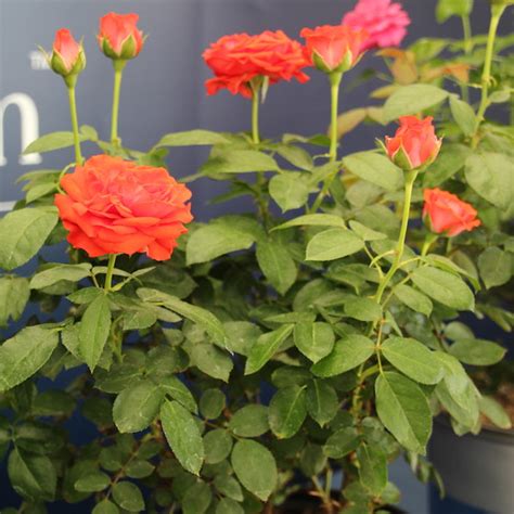 Rose ‘true Passion’ Greenhouse Product News