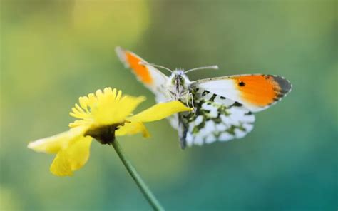 Orange Tip Butterfly Identification Life Cycle And Behavior Insectic