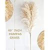 St Ck Pampas Grass Gro Pampas Grass Xxl Pampas Grass Deko Gross