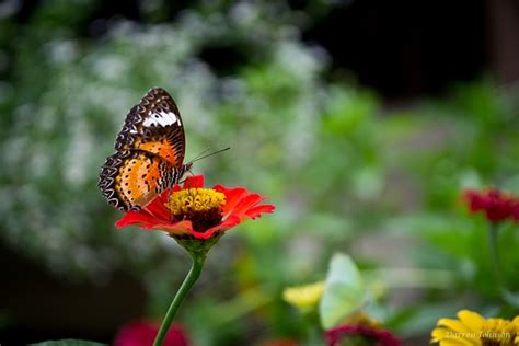 Papillon Fleur Pollinisation Photo Gratuite Sur Pixabay Pixabay