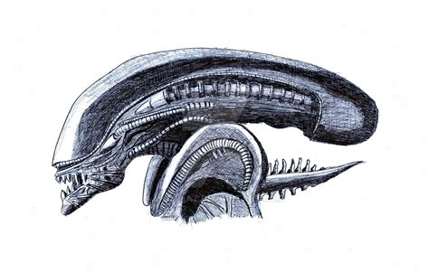 Xenomorph Head Image Drawing | Drawing Skill