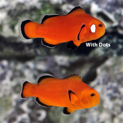 Naked Ocellaris Clownfish Captive Bred Ora