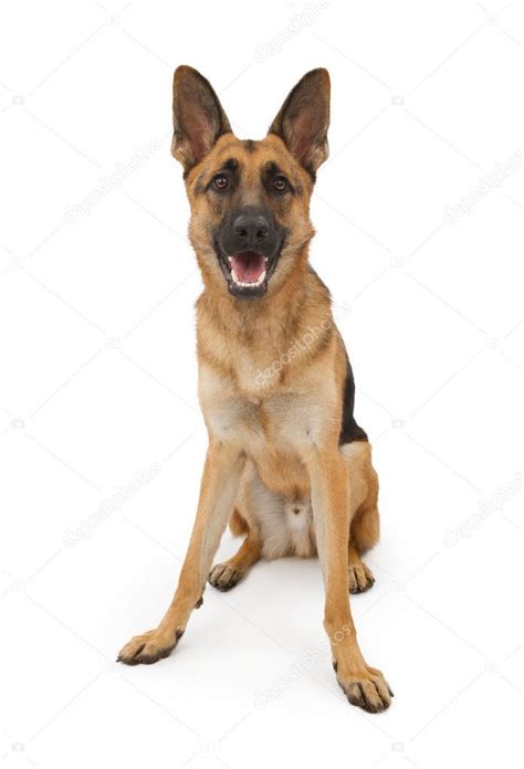 German Shepherd Dog Sitting Down