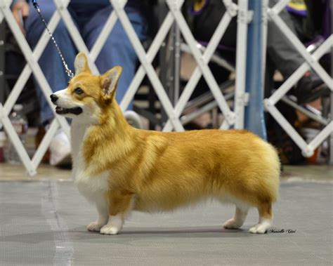 OUR FEMALES - PEMHILL PEMBROKE CORGIS
