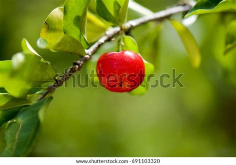 Barbados Cherry Tropical Fruitbearing Shrub Small Stock Photo Edit Now