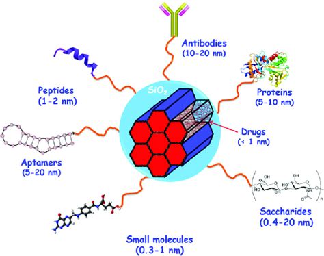 Schematic Representation Of Different Targeting Ligands Attached To The