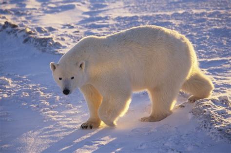 What Colour Is A Polar Bear White Yellow Or Green Earth Rangers