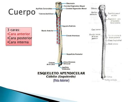 Esqueleto Del Miembro Superior Ppt