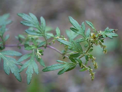 Mugwort | Identify that Plant