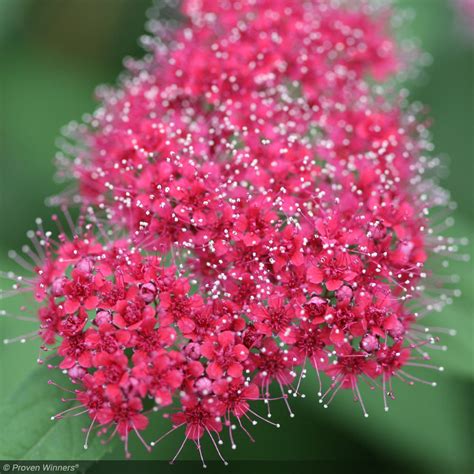 Spirea Double Play Red 3 Greenwood Creek Nursery