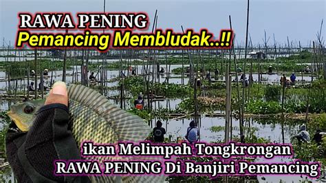 Pemancing Membludak Ikan Melimpah Tongkrongan Rawa Pening Di Banjiri