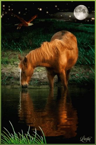 Horse Grass GIF - Horse Grass Water - Discover & Share GIFs