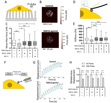 Rar Activation Impairs Traction Force Generation Cytoskeletal