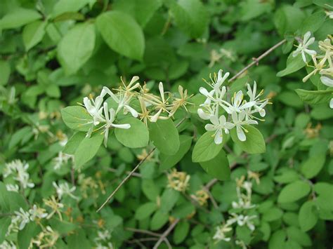 Invasive Honeysuckles Ontario S Invading Species Awareness Program