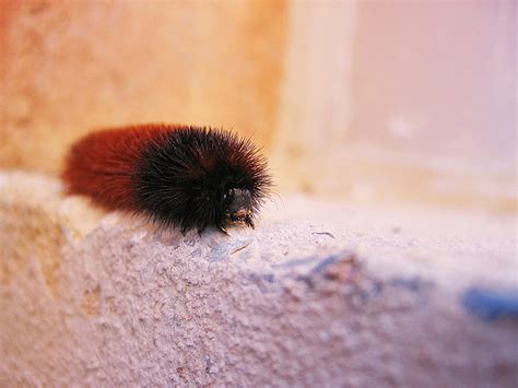 How Wise Is The Woolly Bear Caterpillars Wintry Weather Prediction