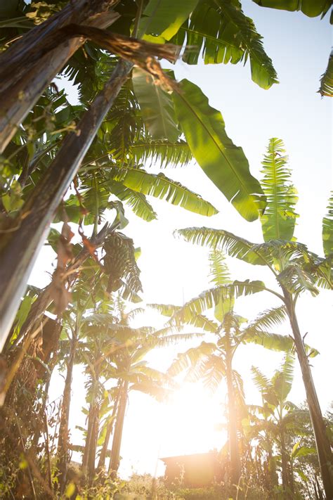 Free Images Tree Branch Sunlight Leaf Flower Food Jungle