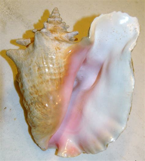 Strombus Gigas Queen Conch San Salvador Island Bahamas 2 A Photo