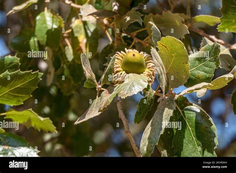 Branches Of A Tabor Oak Tree With Mature Acorns Close Up Between Green