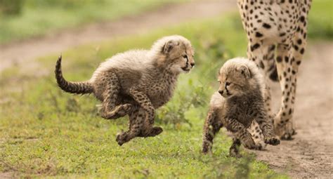 Cheetah Cub Mother Playing Royalty Free Photos And Stock Images