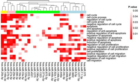 Heat Map Of Gene Ontology Go Enrichment Analysis Of P Mirna Target