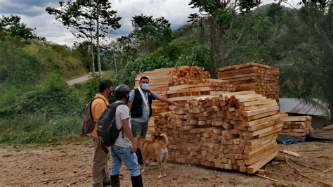 Inmovilizan Mil Pt De Madera Topa Diario Ahora