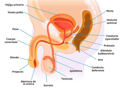 Aparato Reproductor Masculino Y Femenino