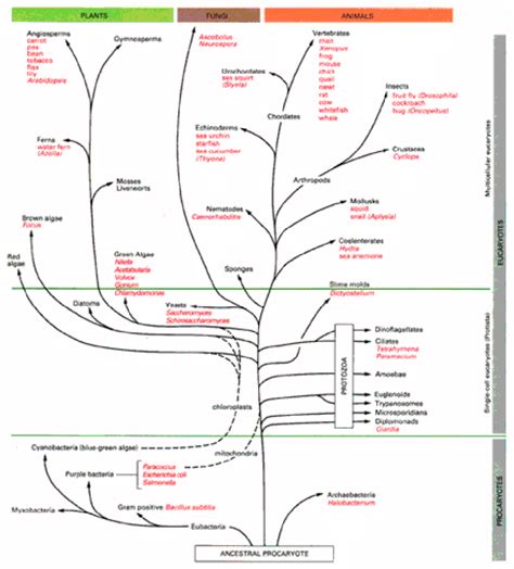 The Tree Of Life Depicting Evolutionary Relationships Among Organisms