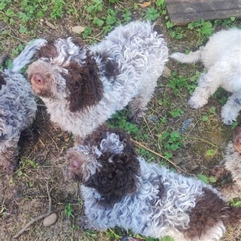 Lagotto Romagnolo Chiot À Vendre Chien À Adopter Prix Annonce