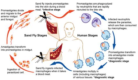 Fileleishmaniasis Life Cycle 5102875128 Wikimedia Commons