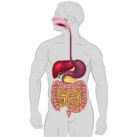 Système digestif Diagram Quizlet